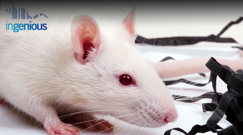 Conventional Knockout by INGENIOUS