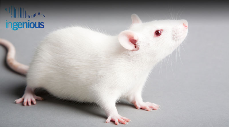 What Is A Knockin by INGENIOUS