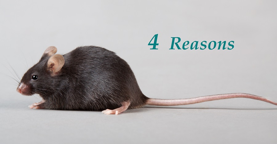 reasons to use transgenic mice