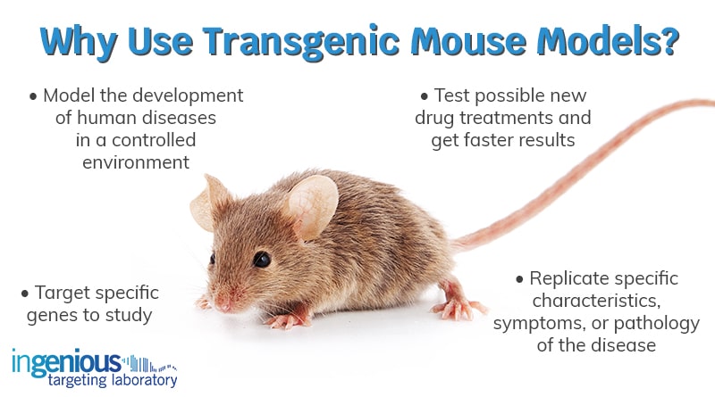 Using Transgenic Mouse Models