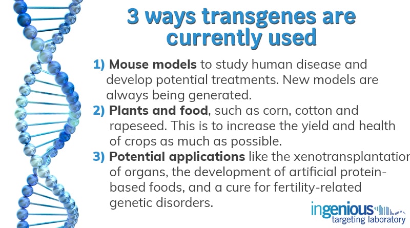 How Are Transgenes Used Today?