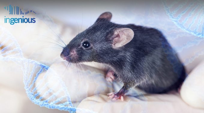How to Make a Transgenic Mouse