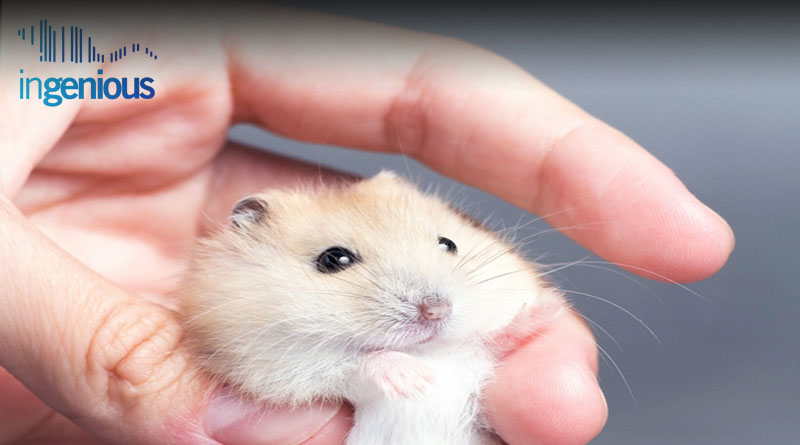 Conditional Gene Knockout Mouse