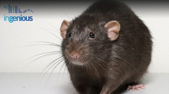 Transgenic Rats Vs Mice by INGENIOUS