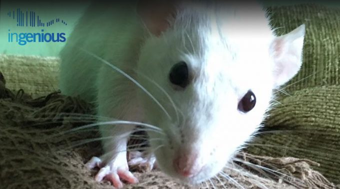 What Is A Knockout Rat by INGENIOUS