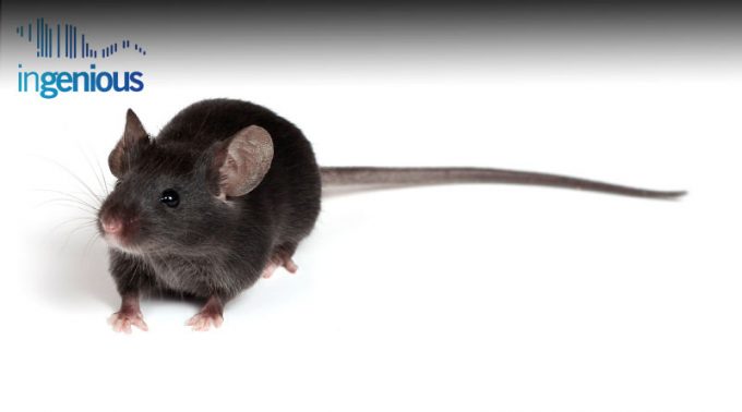 Knock In Knock Out Mice by INGENIOUS