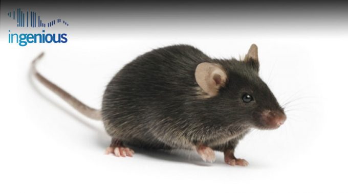 Knock-In Mice Protocol by INGENIOUS