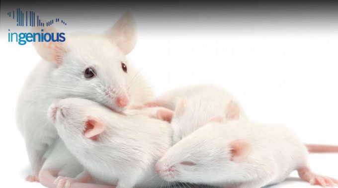 How To Make A Knock In Mouse by INGENIOUS