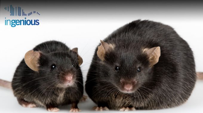 Creating a flox sequence for genetic manipulation