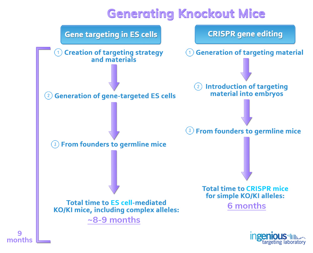 Mouse Knockout Timeline ES Cells vs CRISPR