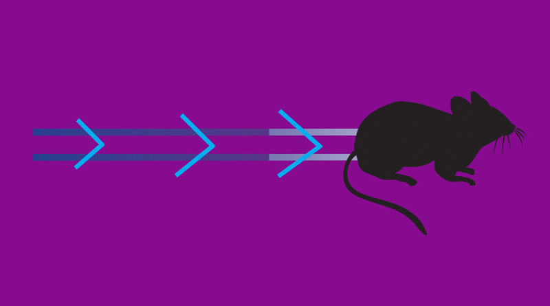 What Is The Mouse Knockout Timeline?