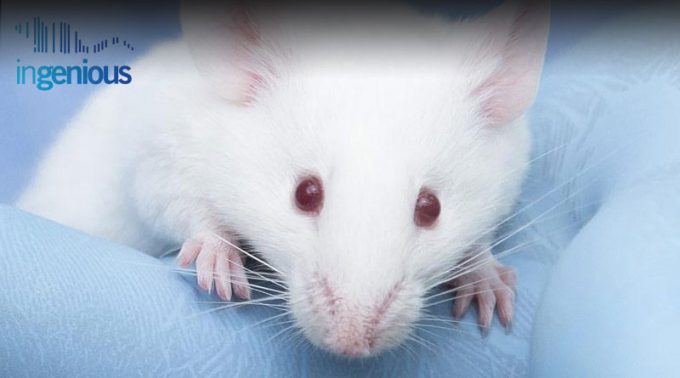 Producing a Floxed Allele to Create Knockout Mice