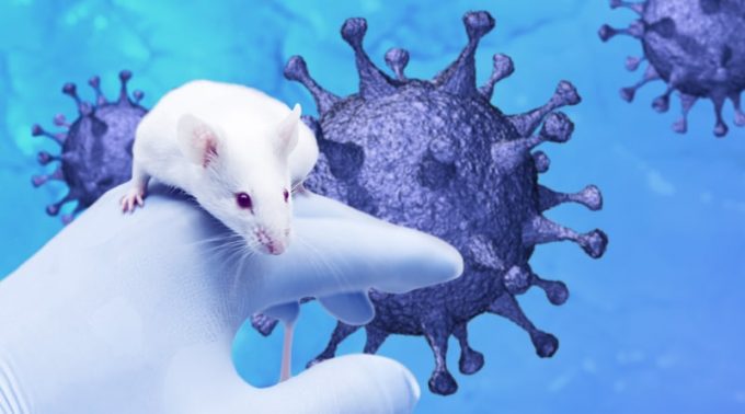 The Role of hACE2 Transgenic Mice in COVID-19 Vaccine Development