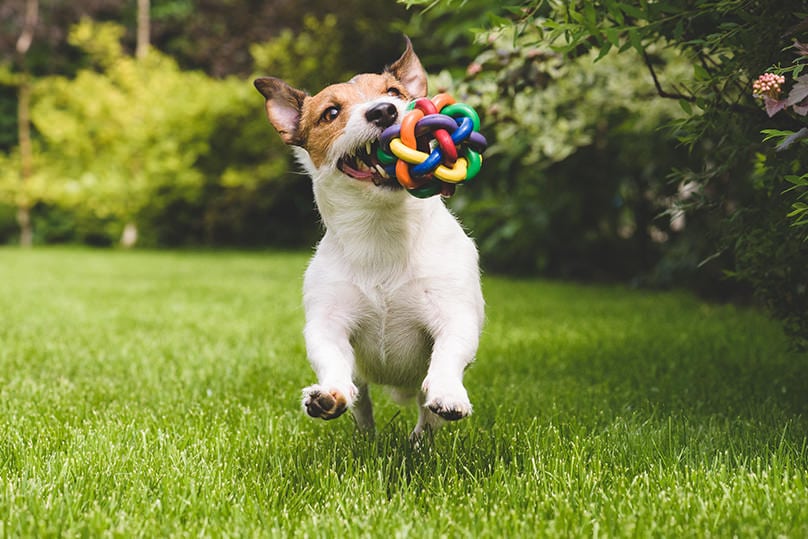 Jack Russell running around with colorful chew toy
