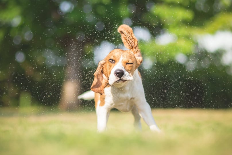 Dog cooling off with water