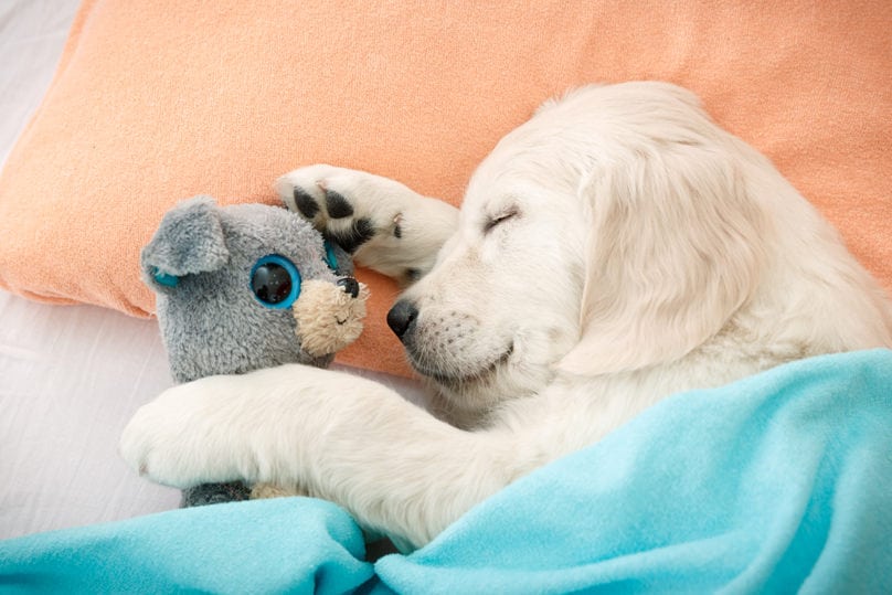 Puppy laying underneath a blanket holding doll