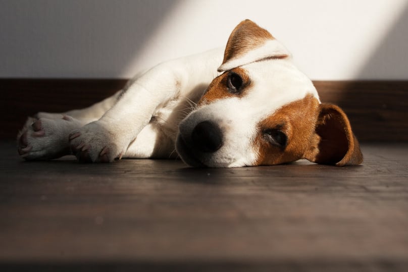 Sick puppy laying on the floor