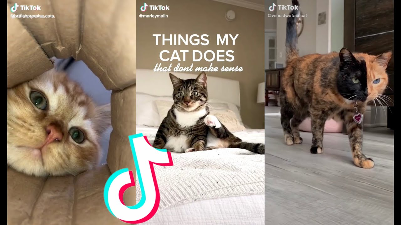If you want to see more cat videos on TikTok, interact with more cat videos! (source)